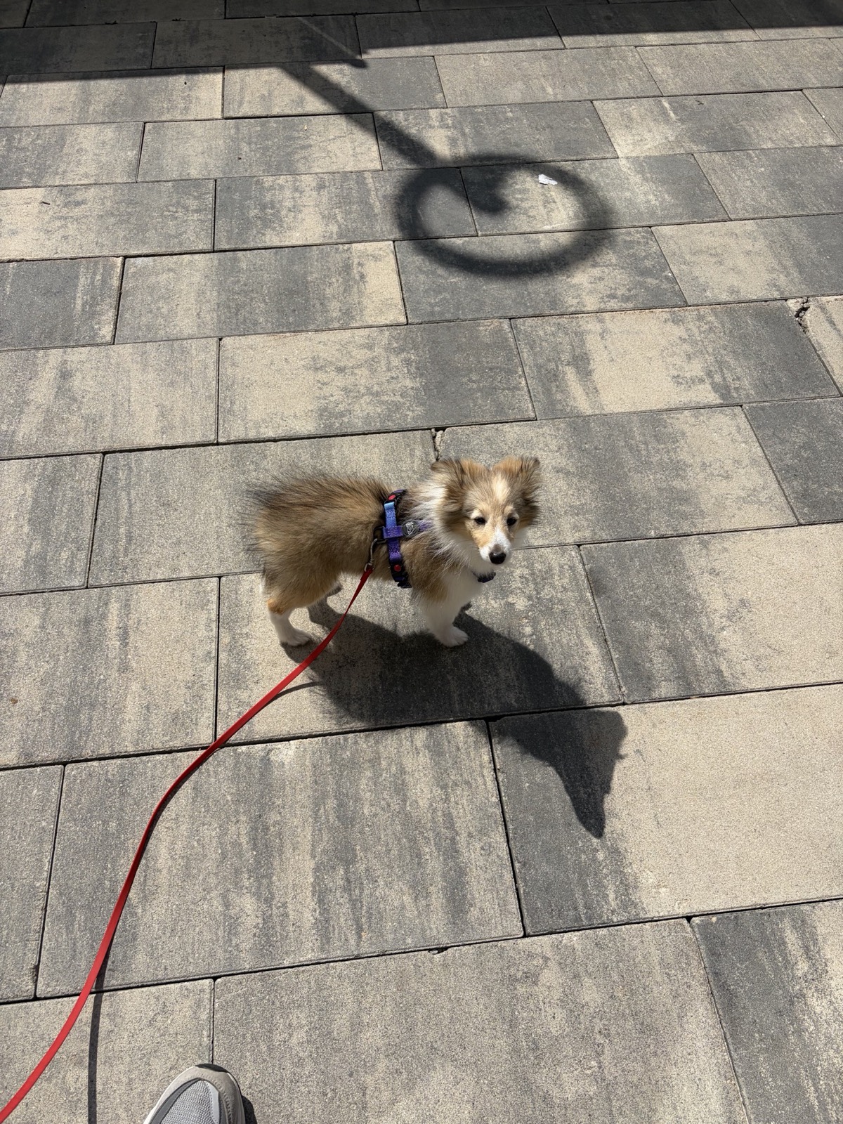 Senya looking up during a sunny walk