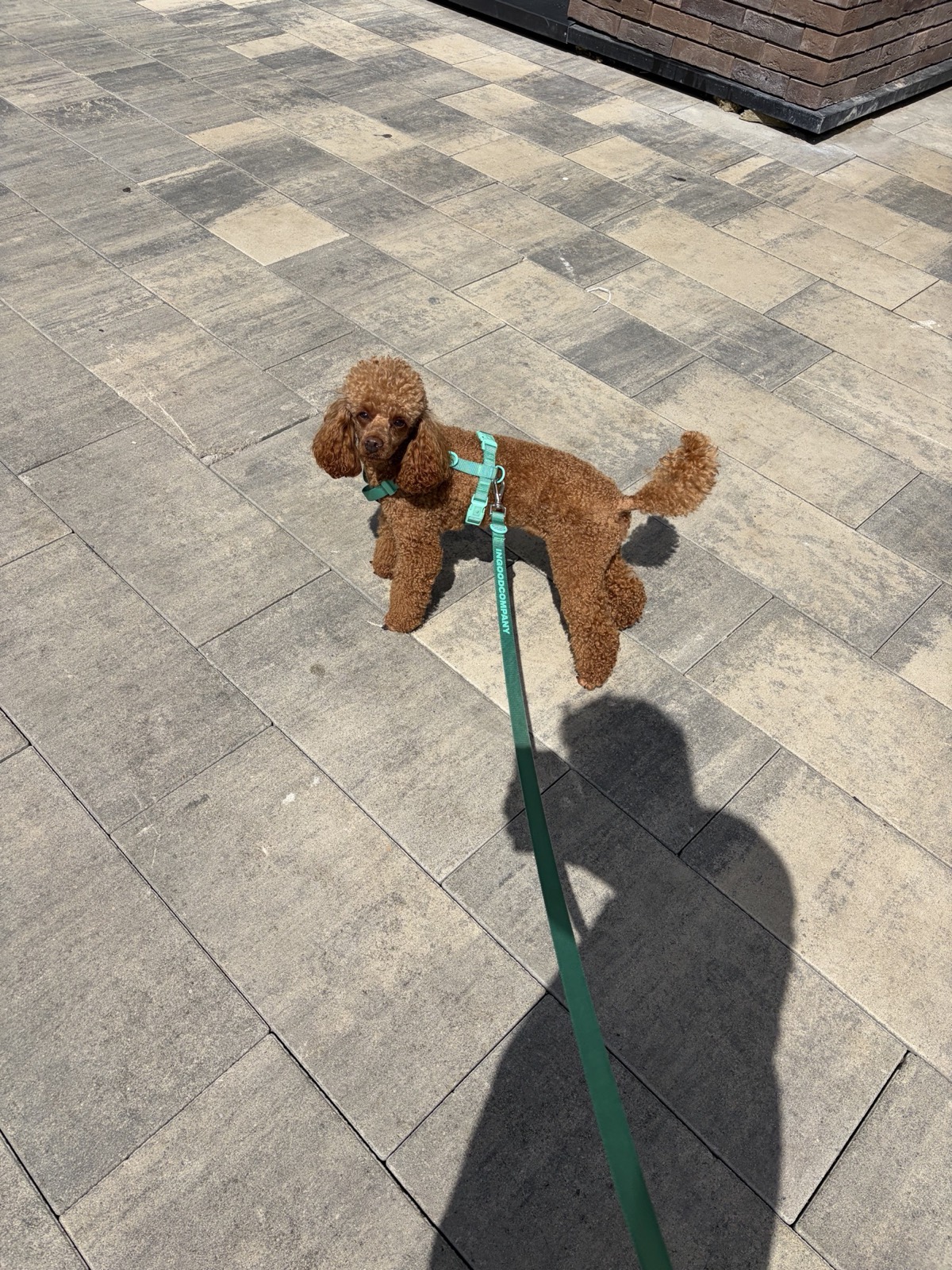 Yasha looking up during a sunny walk