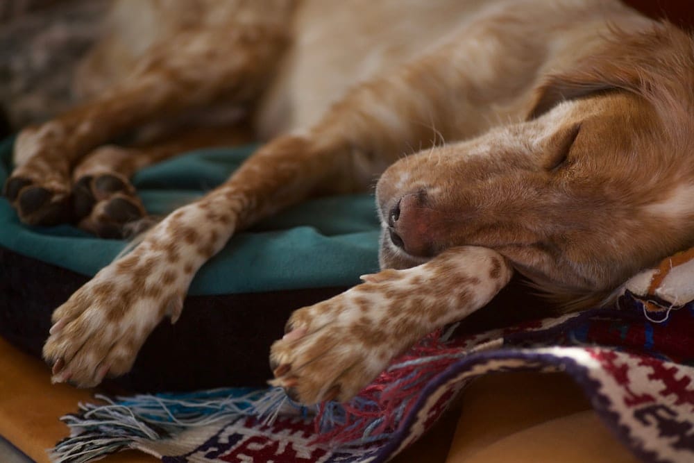 A dog sleeping peacefully on a blanket indoors