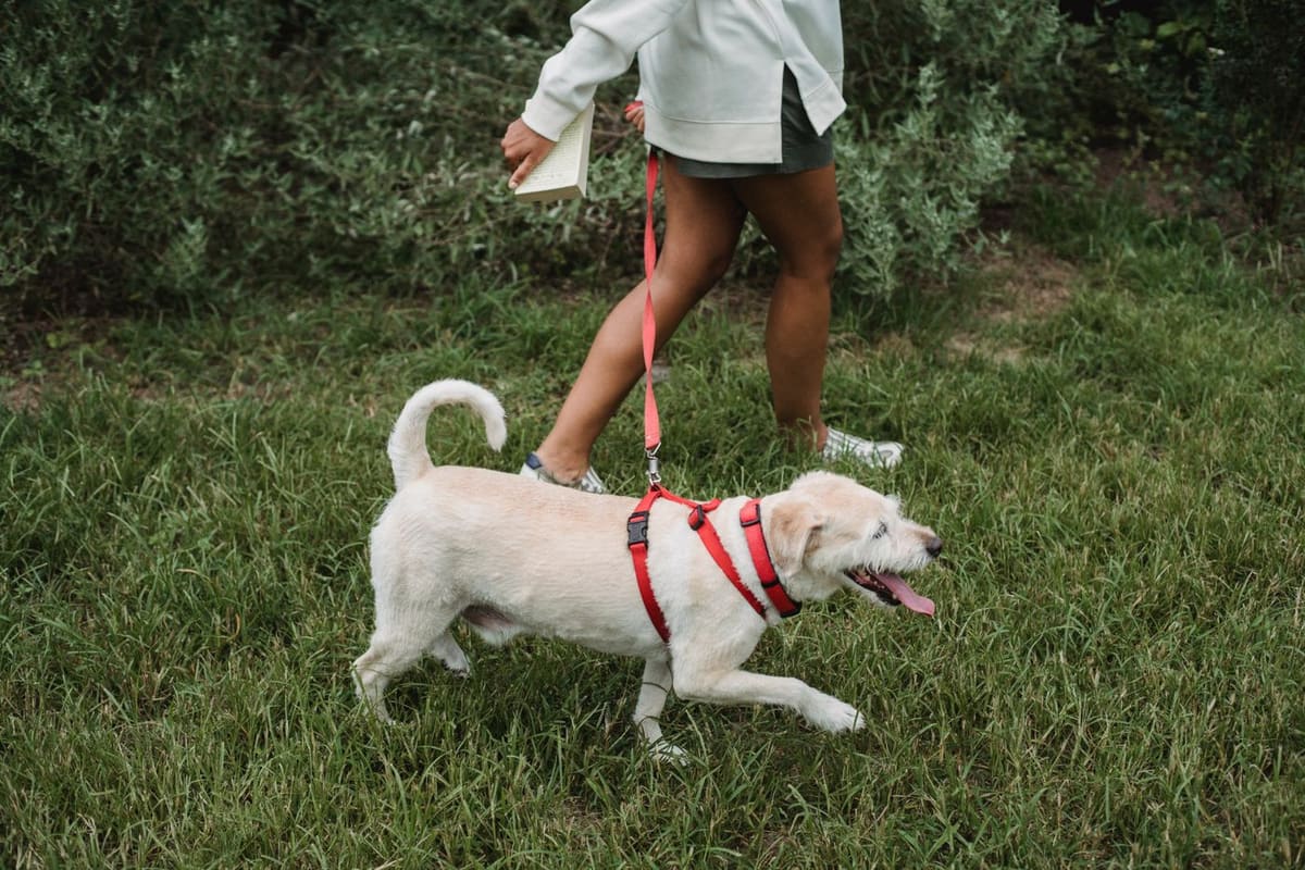 A person walking a dog on a leash across grass