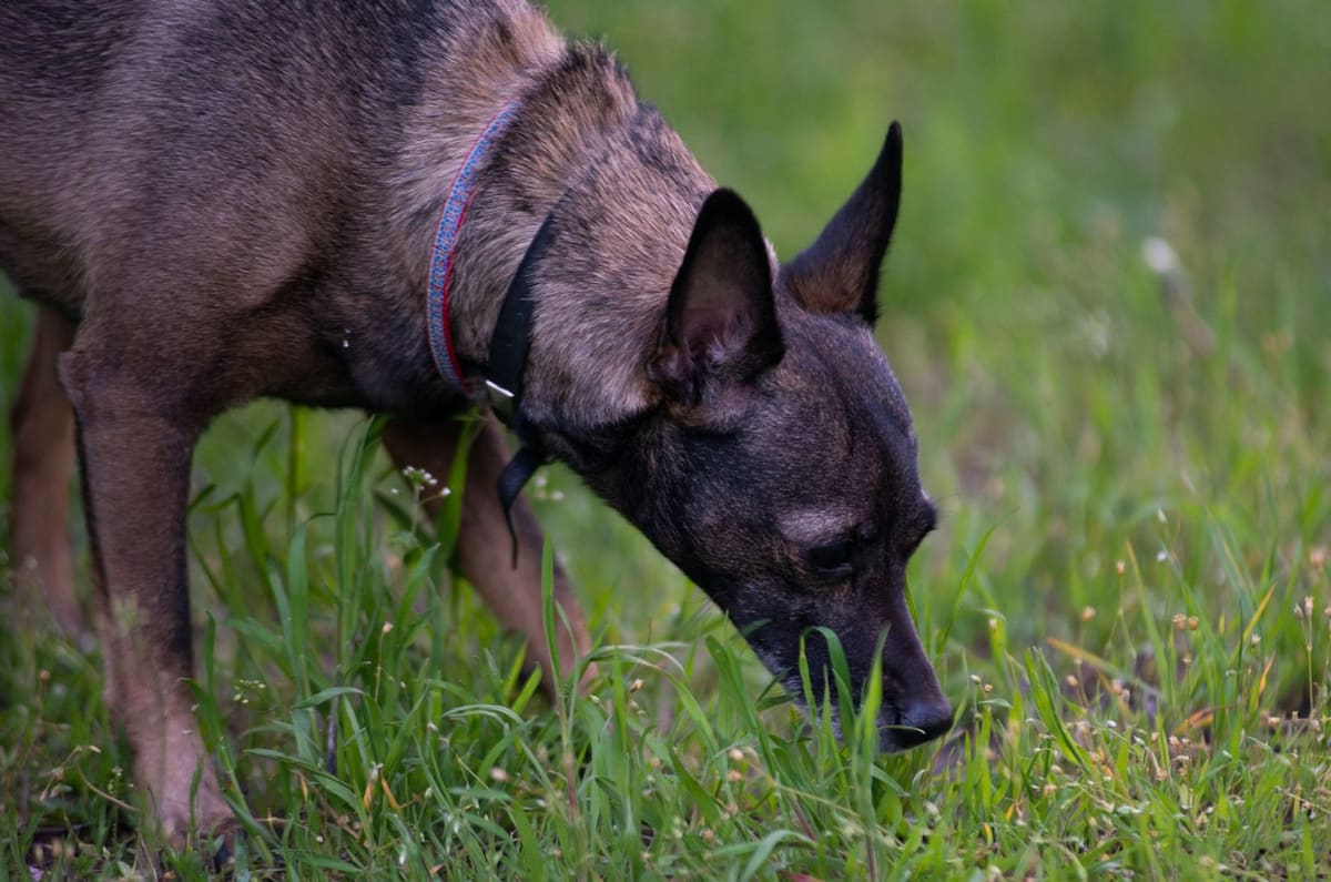A dog lowering its nose to sniff the grass