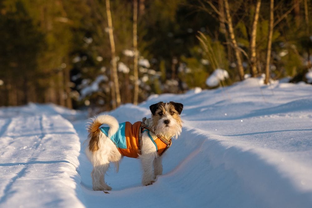 A terrier wearing a coat on a snowy forest path