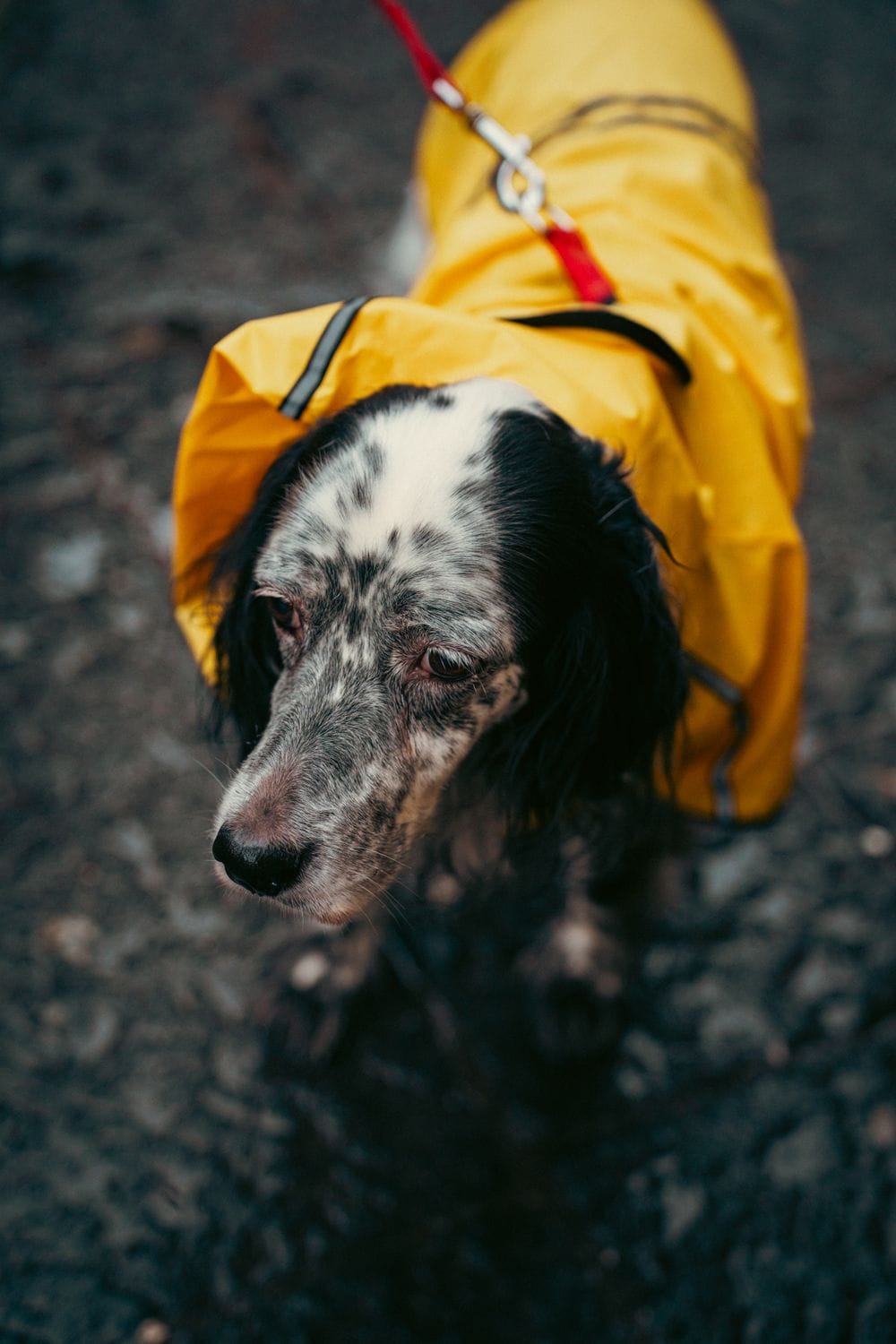 A spotted dog wearing a yellow raincoat on a leash