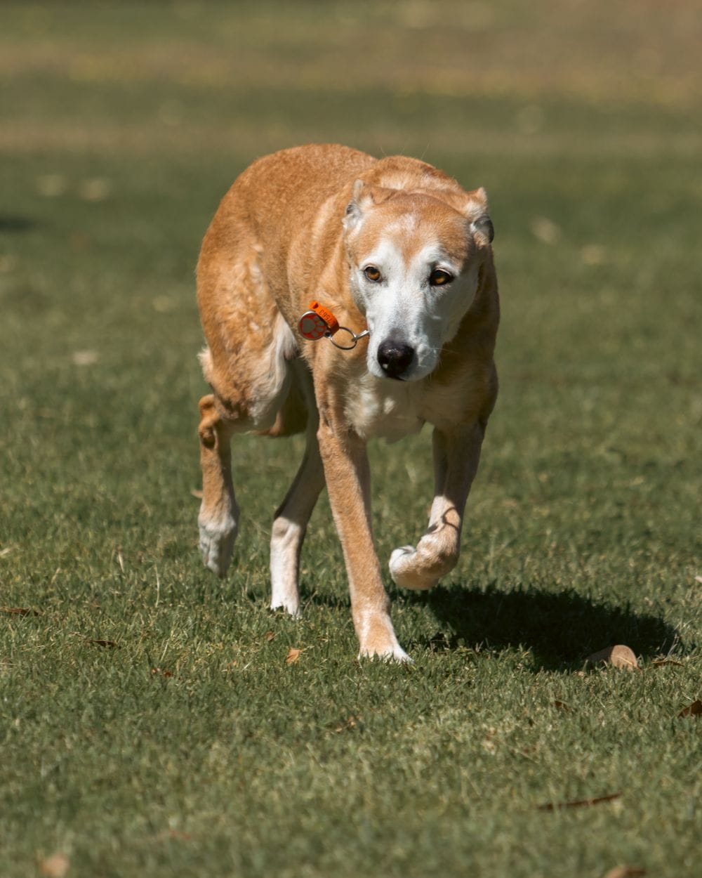An older dog with a white muzzle walking across grass