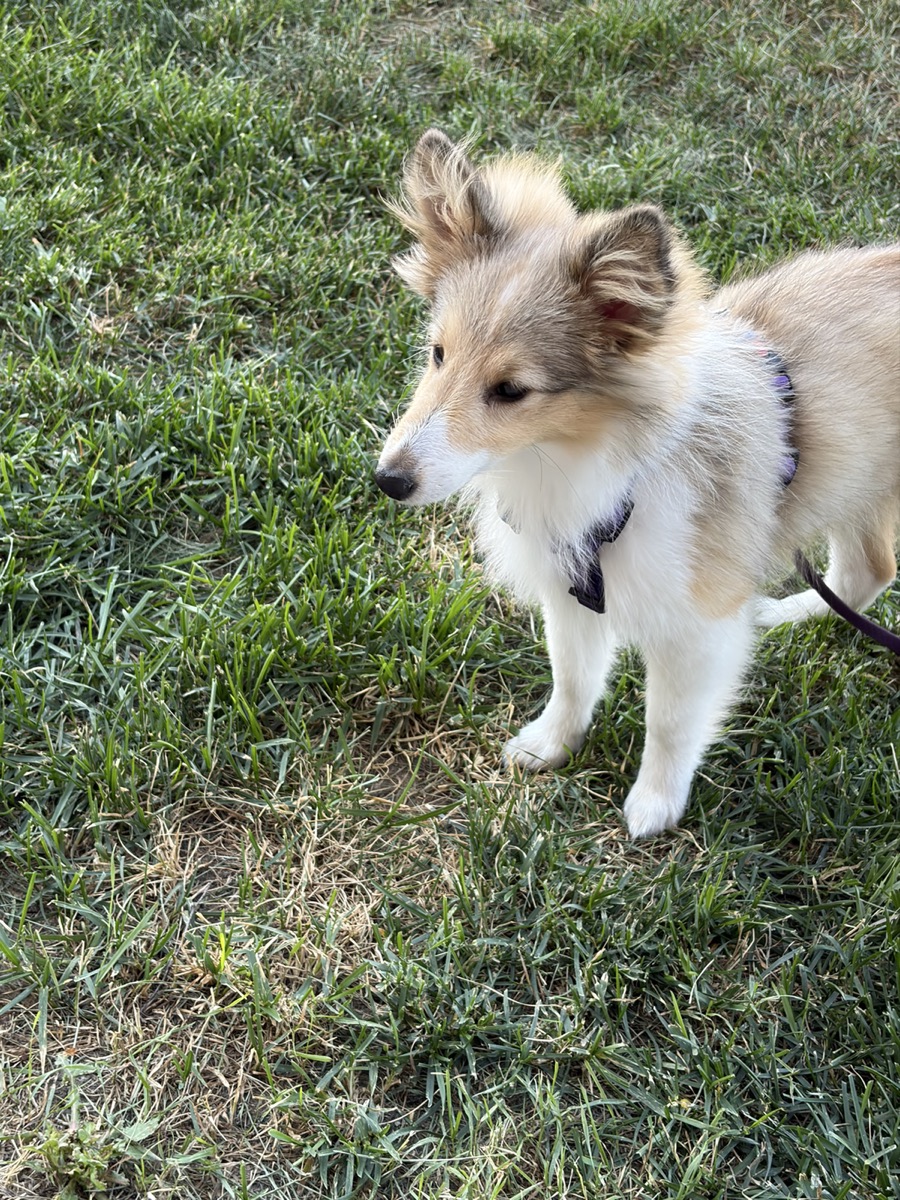 Senya standing in grass during a puppy walk