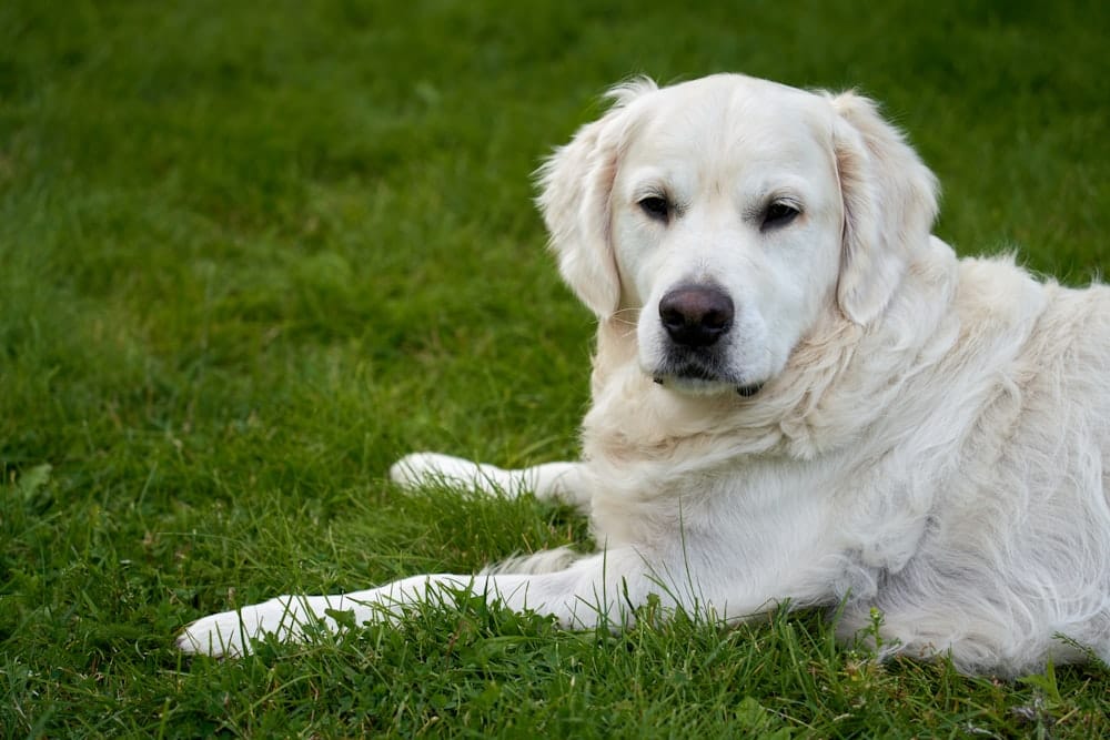 A golden retriever resting on grass in summer