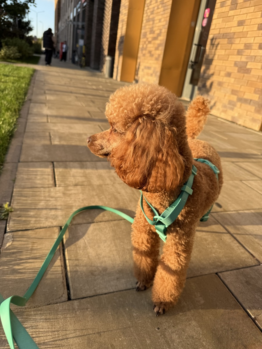 Yasha on an evening city walk
