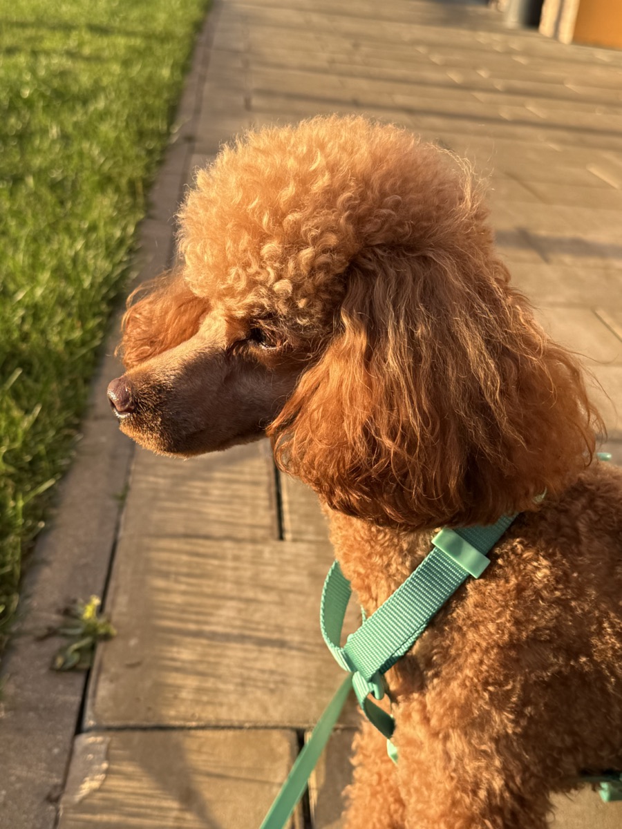 Yasha pausing on an evening walk