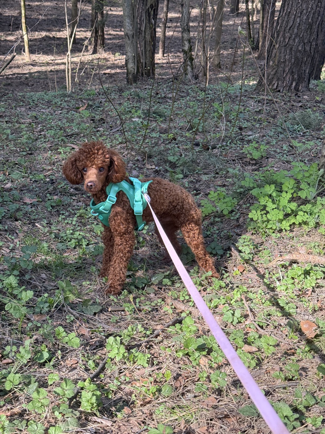 Yasha on a forest walk