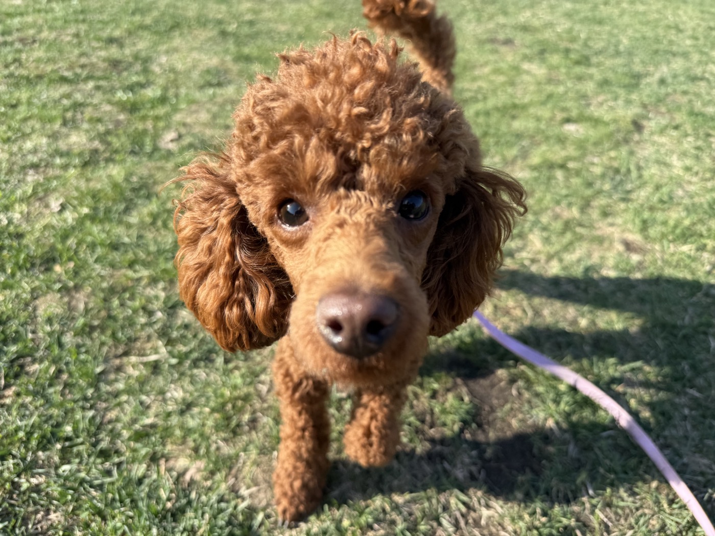 Yasha looking at the camera during a walk on grass