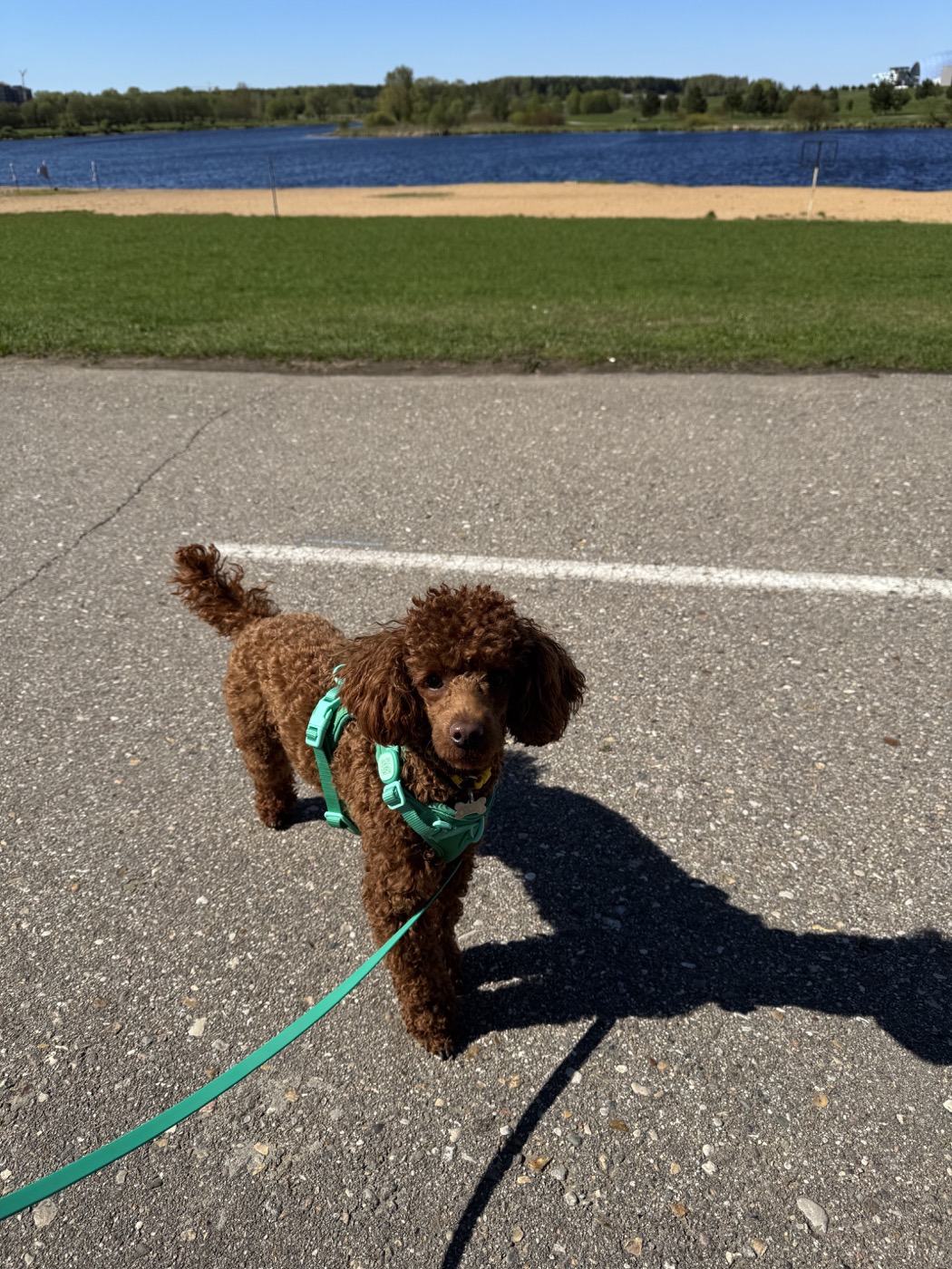 Yasha walking near a lake