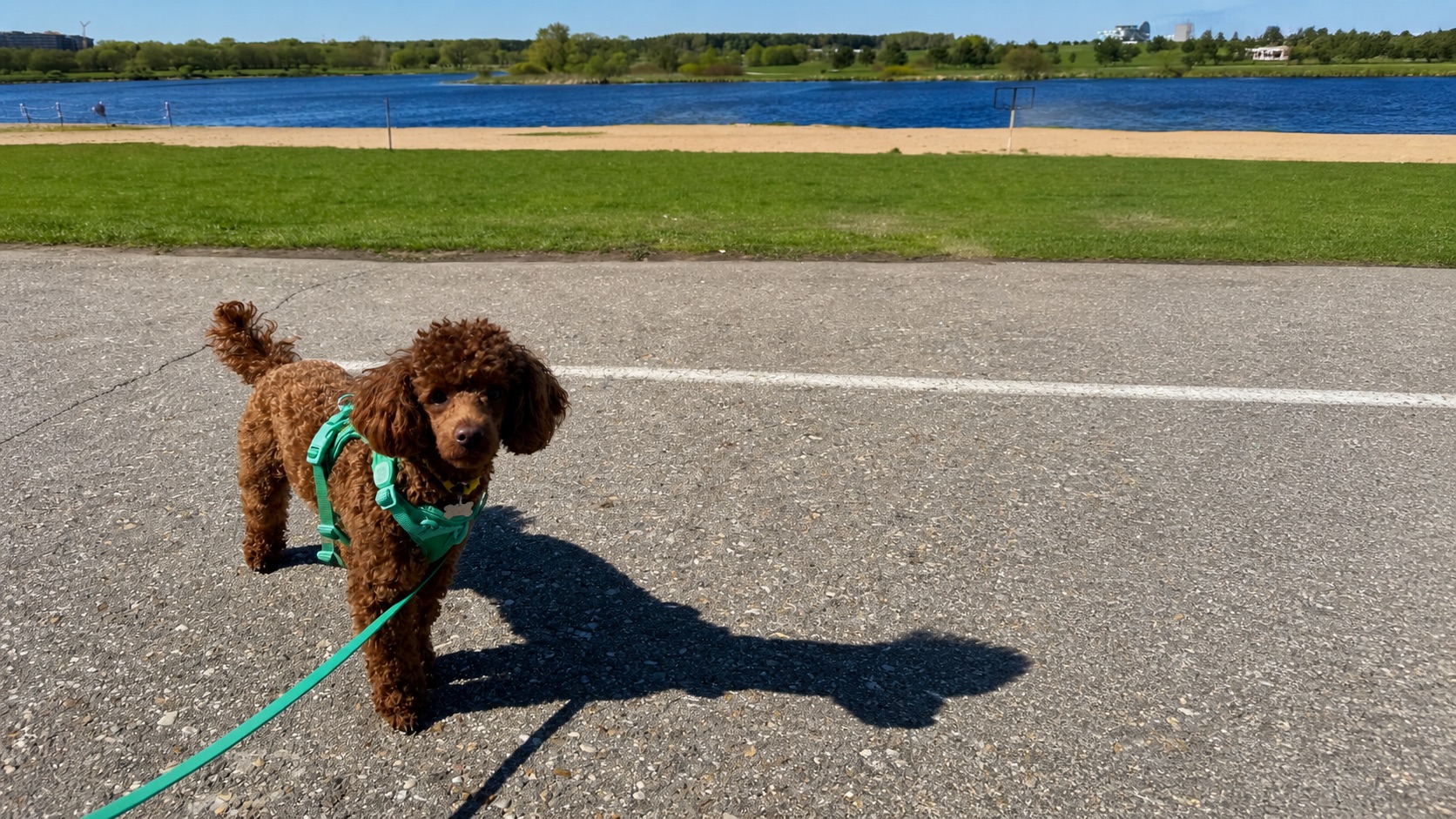 Yasha standing on a lakeside path during a walk