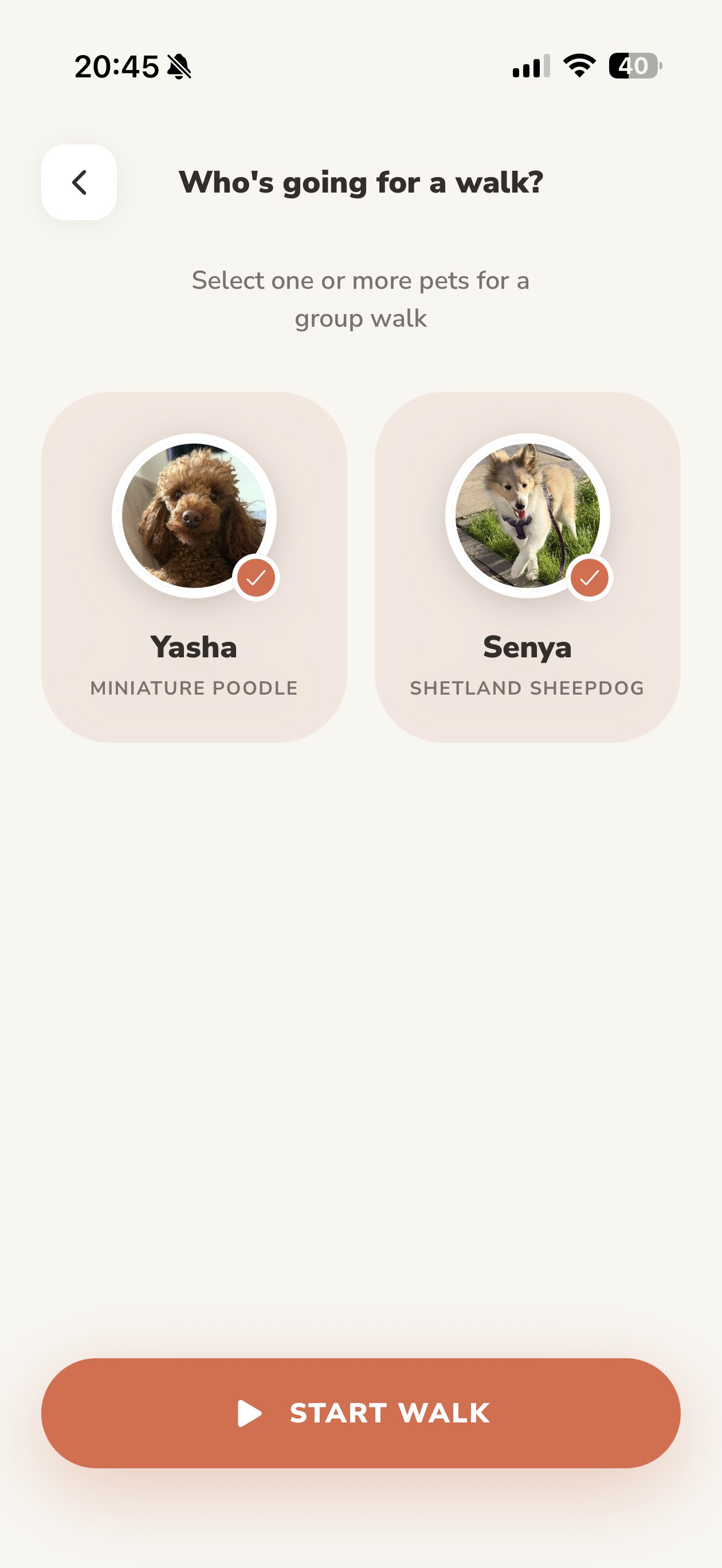 Lapka screen for choosing dogs before a group walk